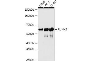 Western blot analysis of extracts of various cell lines, using RUNX2 antibody (ABIN7270117) at 1:500 dilution. (RUNX2 antibody)