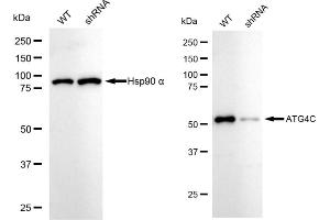 Western blotting analysis using ATG4C antibody (ABIN7797712).