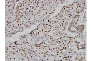 Image no. 1 for anti-Cytidine Monophosphate N-Acetylneuraminic Acid Synthetase (CMAS) (AA 164-264) antibody (ABIN466224) (CMAS antibody  (AA 164-264))