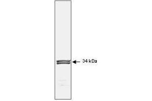 Image no. 1 for anti-Cyclin-Dependent Kinase 1 (CDK1) antibody (ABIN199903) (CDK1 antibody)