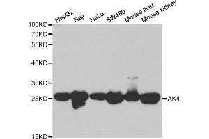 Western blot analysis of extracts of various cell lines, using AK4 antibody (ABIN6290046) at 1:1000 dilution.