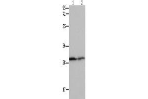 Western Blotting (WB) image for anti-14-3-3 alpha + beta (YWHAB) antibody (ABIN2431697) (YWHAB antibody)