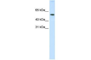 WB Suggested Anti-AKT1 Antibody Titration: 0. (AKT1 antibody  (N-Term))