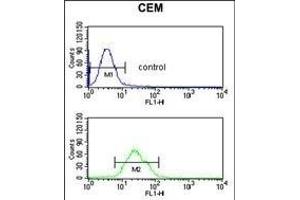 BRAF Antibody n flow cytometric analysis of CEM cells (bottom histogram) compared to a negative control cell (top histogram). (BRAF antibody)