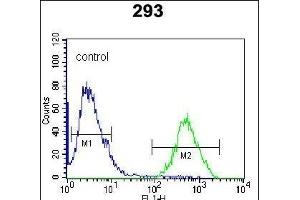 RCE1 Antibody (N-term W57) (ABIN389050 and ABIN2839259) flow cytometric analysis of 293 cells (right histogram) compared to a negative control cell (left histogram). (RCE1/FACE2 antibody  (N-Term))