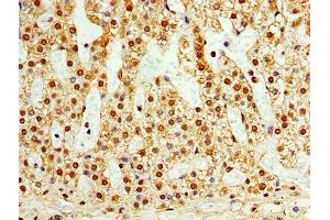Immunohistochemistry of paraffin-embedded human adrenal gland tissue using ABIN7171562 at dilution of 1:100