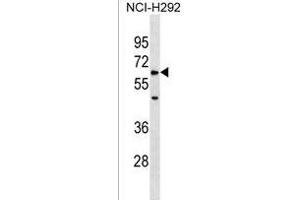 ZRSR1 Antibody (C-term) (ABIN1537225 and ABIN2838305) western blot analysis in NCI- cell line lysates (35 μg/lane). (ZRSR1 antibody  (C-Term))