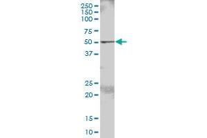 FGR MaxPab polyclonal antibody. (Fgr antibody  (AA 1-529))