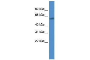 Western Blot showing CYP7B1 antibody used at a concentration of 1 ug/ml against 721_B Cell Lysate (CYP7B1 antibody  (C-Term))
