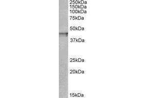 AP23234PU-N OPRK1 antibody staining of Human Cerebral Cortex lysate at 1 µg/ml (35µg protein in RIPA buffer).
