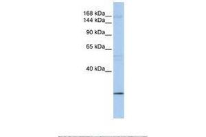 Image no. 1 for anti-Ubiquitin Protein Ligase E3 Component N-Recognin 2 (UBR2) (C-Term) antibody (ABIN6739164) (UBR2 antibody  (C-Term))