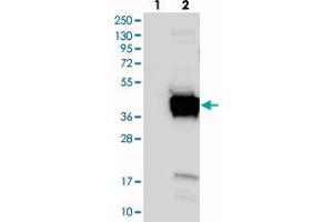 Western blot analysis of Lane 1: Negative control (vector only transfected HEK293T lysate), Lane 2: Over-expression Lysate (Co-expressed with a C-terminal myc-DDK tag (~3. (FNDC8 antibody)