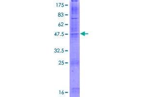 CLDN8 Protein (AA 1-225) (GST tag)