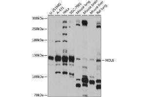 Western blot analysis of extracts of various cell lines, using NOL6 antibody (ABIN7269034) at 1:1000 dilution. (Nucleolar Protein 6 antibody  (AA 1032-1146))