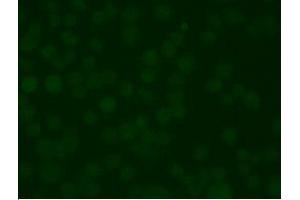 KCNC1 antibody  (pSer503)