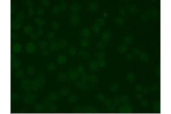 KCNC1 antibody  (pSer503)