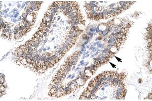 Human Intestine (AEBP1 antibody  (N-Term))