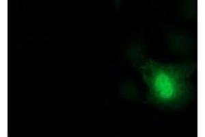 Anti-DCK mouse monoclonal antibody (ABIN2454431) immunofluorescent staining of COS7 cells transiently transfected by pCMV6-ENTRY DCK (RC210767). (DCK antibody)