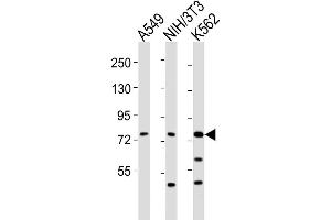 Western Blot at 1:2000 dilution Lane 1: A549 whole cell lysates Lane 2: NIH/3T3 whole cell lysates Lane 3: K562 whole cell lysates Lysates/proteins at 20 ug per lane. (DVL3 antibody  (C-Term))