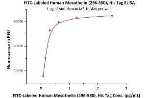 ELISA image for Mesothelin (MSLN) (AA 296-580) protein (His tag,FITC) (ABIN5954923)