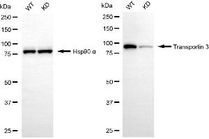 Western blotting analysis using transportin 3 antibody (ABIN7800624). (Recombinant Transportin 3 antibody)