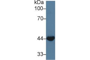 Western blot analysis of Cow Small intestine lysate, using Cow WNT3A Antibody (3 µg/ml) and HRP-conjugated Goat Anti-Rabbit antibody ( (WNT3A antibody  (AA 19-355))