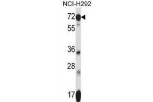 Western Blotting (WB) image for anti-Solute Carrier Family 41, Member 2 (SLC41A2) antibody (ABIN2997566)