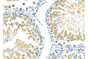 ABIN6257707 and ABIN6274332 at 1/100 staining Rat testis tissue by IHC-P. (CHAF1A antibody  (N-Term))
