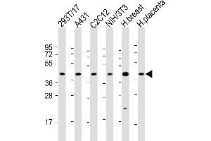 All lanes : Anti-ERLIN2 Antibody (C-term) at 1:2000 dilution Lane 1: 293T/17 whole cell lysate Lane 2: A431 whole cell lysate Lane 3: C2C12 whole cell lysate Lane 4: NIH/3T3 whole cell lysate Lane 5: human breast lysate Lane 6: human placenta lysate Lysates/proteins at 20 μg per lane. (ERLIN2 antibody  (C-Term))