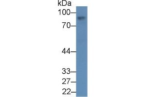 Detection antibody from the kit in WB with Positive Control:  Sample Human liver lysate.