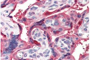Human Placenta (formalin-fixed, paraffin-embedded) stained with GHRL antibody ABIN364403 at 2 ug/ml followed by biotinylated anti-goat IgG secondary antibody ABIN481715, alkaline phosphatase-streptavidin and chromogen. (GHRL antibody  (AA 103-117))
