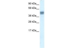 Western Blotting (WB) image for anti-SAP30 Binding Protein (SAP30BP) antibody (ABIN2460912) (SAP30BP antibody)