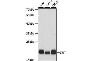 Western blot analysis of extracts of various cell lines using DUT Polyclonal Antibody at dilution of 1:1000. (Deoxyuridine Triphosphatase (DUT) antibody)