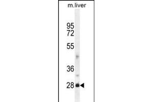 DNAJB8 Antibody (N-term) (ABIN654600 and ABIN2844299) western blot analysis in mouse liver tissue lysates (35 μg/lane). (DNAJB8 antibody  (N-Term))