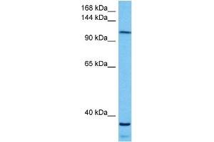 Host:  Mouse  Target Name:  KIF5B  Sample Tissue:  Mouse Skeletal Muscle  Antibody Dilution:  1ug/ml (KIF5B antibody  (C-Term))