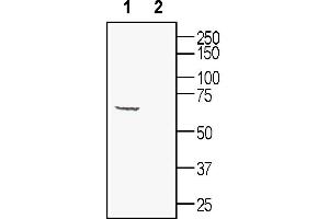 Western blot analysis of mouse brain lysates: 1. (Synaptotagmin I (SYT1) Peptide)
