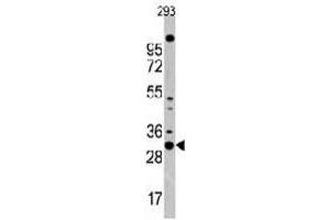 Western blot analysis of CDC2 polyclonal antibody  in 293 cell line lysates (35 ug/lane). (CDK1 antibody  (N-Term))