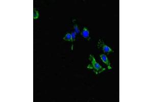 Immunofluorescent analysis of Hela cells using ABIN7174042 at dilution of 1:100 and Alexa Fluor 488-congugated AffiniPure Goat Anti-Rabbit IgG(H+L) (LYN antibody  (AA 135-282))