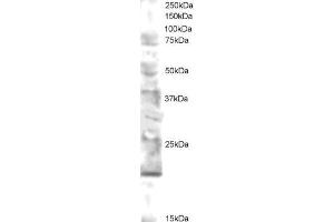 ABIN184736 staining (0. (UBE2V2 antibody  (N-Term))
