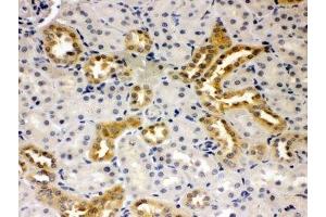 IHC-P: Presenilin 2 antibody testing of rat kidney tissue (Presenilin 2 antibody  (N-Term))