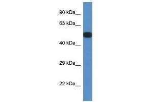 Western Blot showing Ppp2r5e antibody used at a concentration of 1. (PPP2R5E antibody  (N-Term))