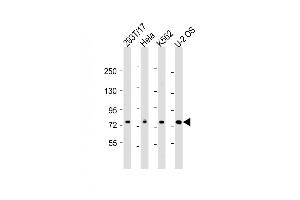 All lanes : Anti-NDC80 Antibody (C-Term) at 1:2000 dilution Lane 1: 293T/17 whole cell lysate Lane 2: Hela whole cell lysate Lane 3: K562 whole cell lysate Lane 4: U-2 OS whole cell lysate Lysates/proteins at 20 μg per lane. (NDC80 antibody  (AA 508-539))