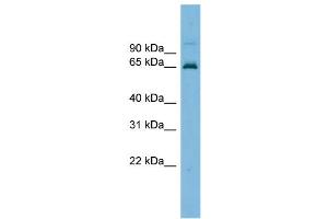 WB Suggested Anti-TRIM25 Antibody Titration: 0.