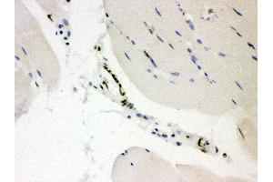 Anti-CTBP2 Picoband antibody, IHC(P) IHC(P): Mouse Skeletal Muscle Tissue (CTBP2 antibody  (AA 321-445))