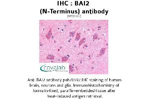 Image no. 1 for anti-Brain-Specific Angiogenesis Inhibitor 2 (BAI2) (Extracellular Domain), (N-Term) antibody (ABIN1732204) (BAI2 antibody  (Extracellular Domain, N-Term))