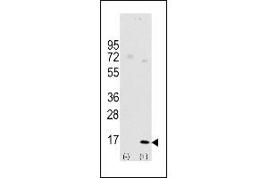 Western blot analysis of LC3 (G8a) (arrow) using rabbit polyclonal Autophagy LC3 Antibody (G8a)  1801d. (MAP1LC3A antibody  (AA 91-117))