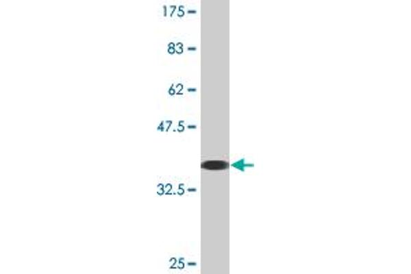 MPND antibody  (AA 84-181)