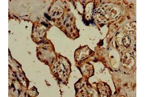 Immunohistochemistry of paraffin-embedded human placenta tissue using ABIN7142284 at dilution of 1:100 (HSD3B1 antibody  (AA 127-267))