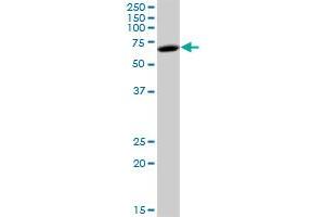 FKSG44 MaxPab polyclonal antibody. (FRMD8 antibody  (AA 1-464))