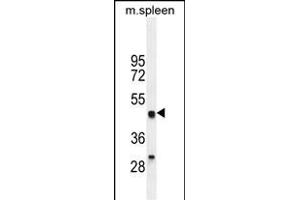 LZP Antibody (ABIN655394 and ABIN2844942) western blot analysis in mouse spleen tissue lysates (35 μg/lane). (OIT3 antibody)